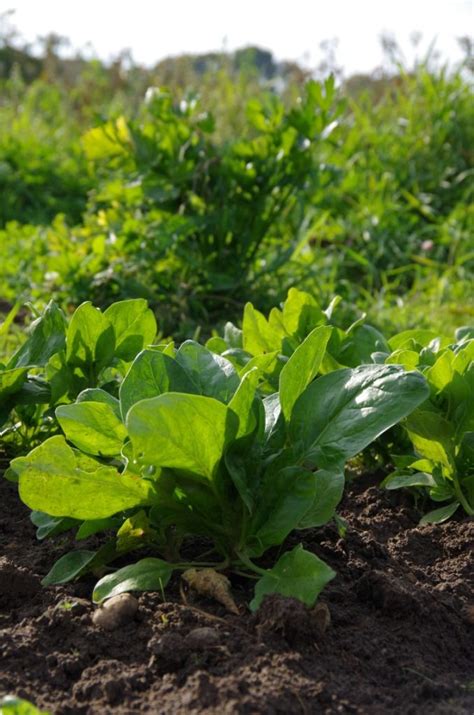(flirttipp für kerle) nicht bedürftig wirken vs. Zweite Spinaternte » bauerngarten