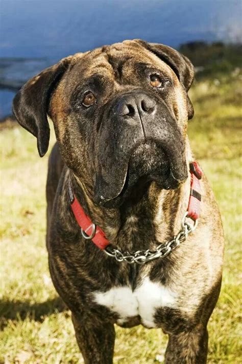 Brindle Bullmastiff Puppies For Sale In California - perfectmypets