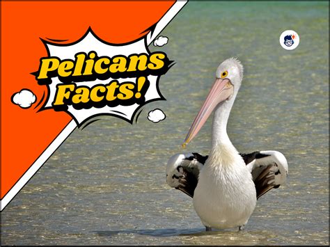 33 Fascinating Pelicans Facts You Never Knew Before