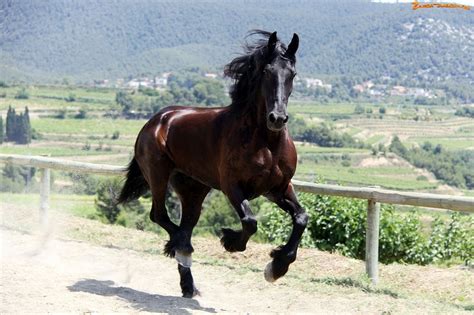 Zdjęcie: Koń, Galop