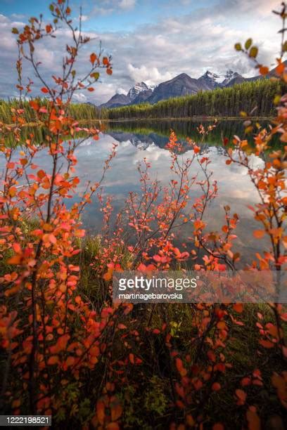 Herbert Fall Photos And Premium High Res Pictures Getty Images