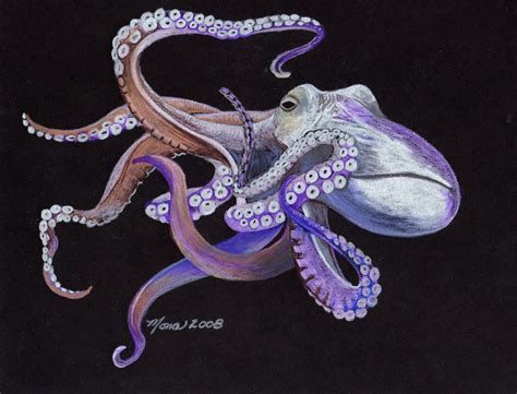 Difference Between Octopus And Squid Hetycentury