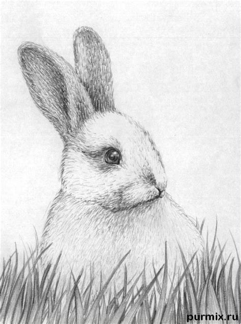2 aprender a dibujar animales paso a paso. Pin en cuadros de niños