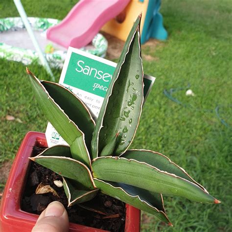 Sansevieria Ehrenbergii Samurai Dwarf Snake Plant Samurai Dwarf In