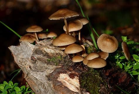 Free Picture Mushroom Fungus Wood Moss Poison Nature Spore Toxic
