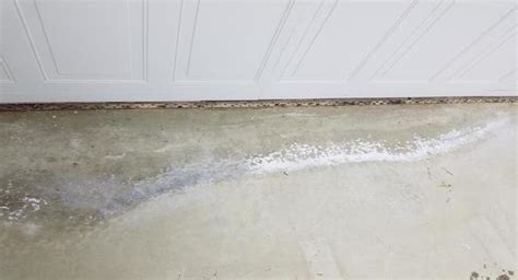 The leaves of the plant will be covered in a white coating. basement - What is this white powder on my foundation ...