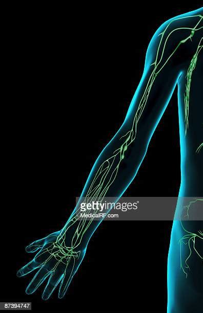 Lymph Nodes Arm Photos And Premium High Res Pictures Getty Images