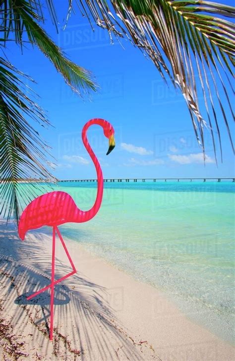 Pink Flamingo Decoration On Tropical Beach Stock Photo Dissolve