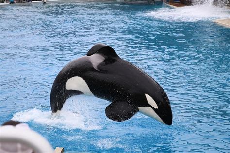 Why Do Orca Fins Bend In Captivity Collapsed Dorsal Fin In Killer Whales