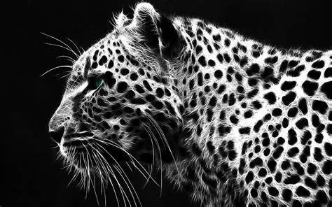 Black Leopard Wallpapers Top Free Black Leopard Backgrounds