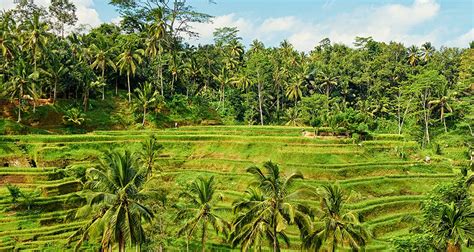 Bali Family Holiday with Teenagers by Intrepid Travel (Code: TIFA