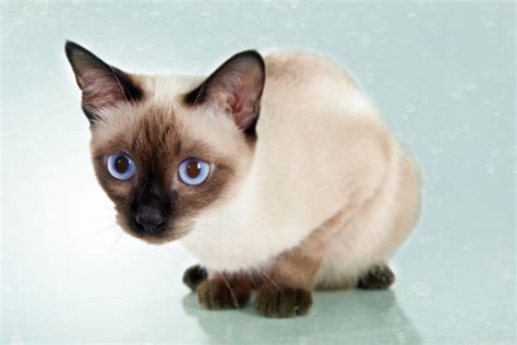 Siamese Cats Chocolate Point Vs Seal Point Best Cat Wallpaper