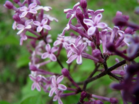 How To Grow And Care For Bloomerang Lilac