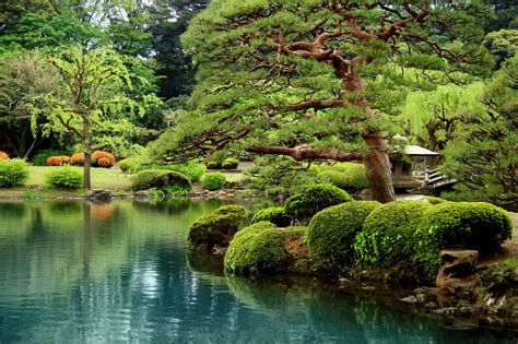 Calm Zen Lake And Bonsai Trees In Tokyo Garden Härlig Fototapet