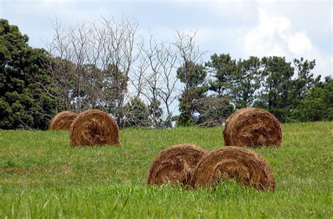 Bales Of Hay Free Stock Photo Public Domain Pictures