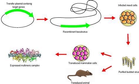 Genetic Engineering of Baculoviruses | IntechOpen