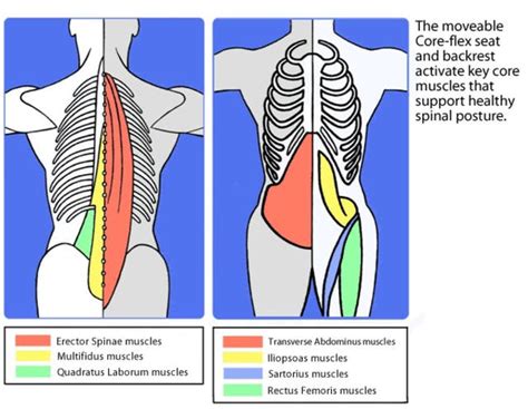 Anatomy Of The Core Muscles Ankeny Ia Patch