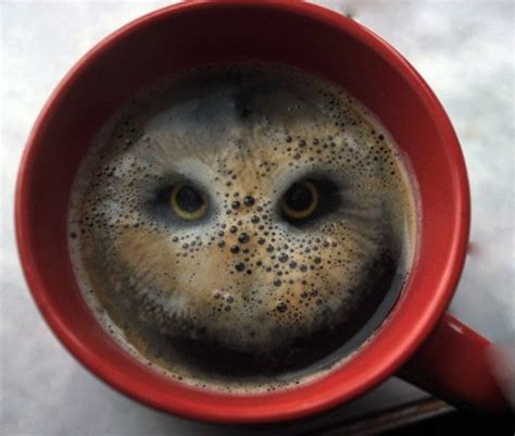 Theres An Owl In My Coffee