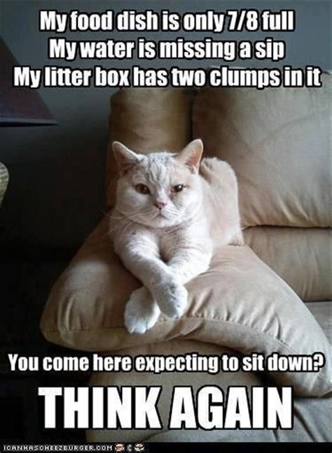 Funny Cats Dump A Day