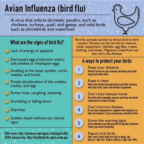 Bird flu, or avian influenza, is a virus that affects birds and can be spread quickly from one bird to another. Pin on Agriculture Infographics