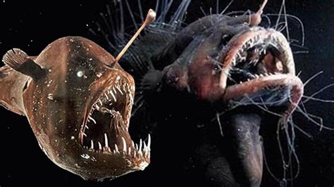 Top 10 Creepiest Deep Sea Creatures Part 2 Youtube