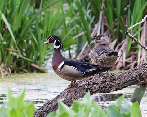 Wood Duck Mates David Trevarthen Flickr