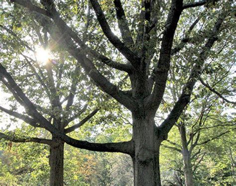 Originally from asia (korea, china, and japan), these trees are a draw for wildlife; Black Oak - Central Park Conservancy