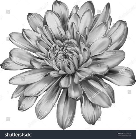 Beautiful Black White Chrysanthemum Flower Isolated Stock Vector