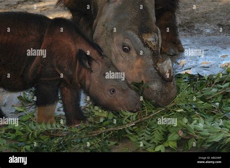 Sumatran Rhino Cincinnati Zoo Baby Suci Emi Stock Photo Alamy