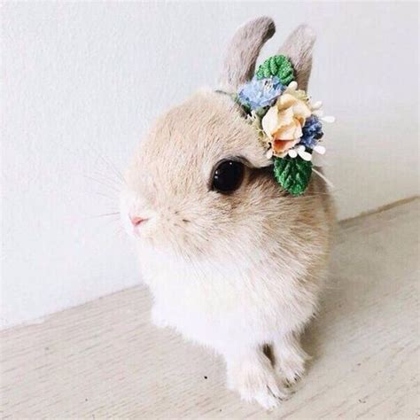 Bunny Flowers And Rabbit Image Cute Baby Bunnies Cute Animals