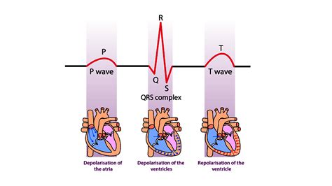 What Is The Relationship Between The Cardiac Cycle And An Ecg