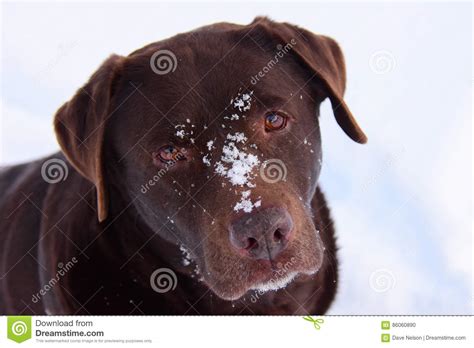 Chocolate Lab Snow Stock Images Download 100 Royalty