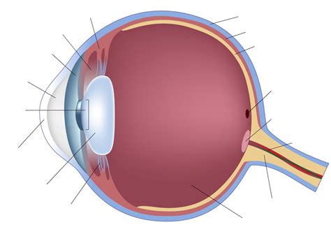 Human Eye Anatomy Quiz - By smac17