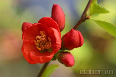 25 Loài Hoa Màu đỏ đẹp Kiều Diễm Cẩm Nang Cho Người Yêu Hoa Na Ri