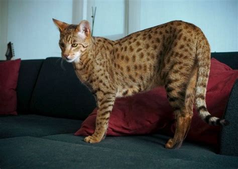 ashera cat cat breeds domestic cat breeds ashera cat