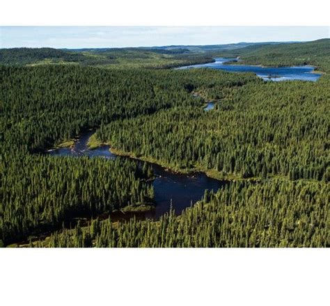 Boreal Forest The Boreal Forest Is The Worlds Largest Land Based