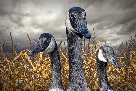 Three Canada Geese In An Autumn Cornfield Photograph By Randall Nyhof