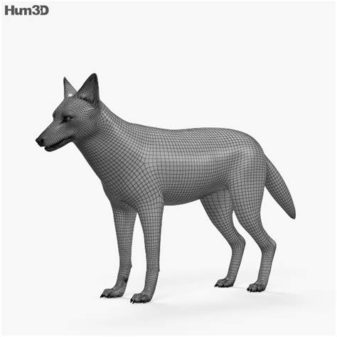 Golden Jackal HD 3D model - Animals on Hum3D