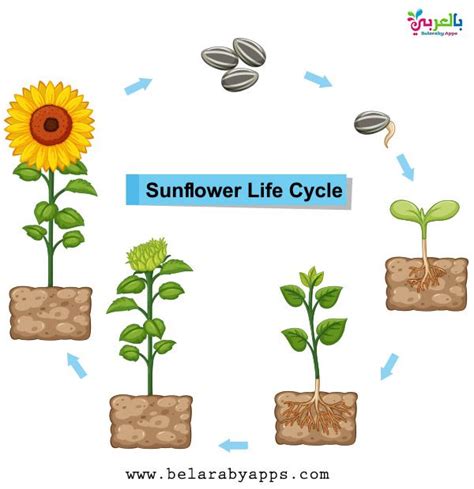 Plant Life Cycle Diagram For Kids Science Posters ⋆ بالعربي نتعلم