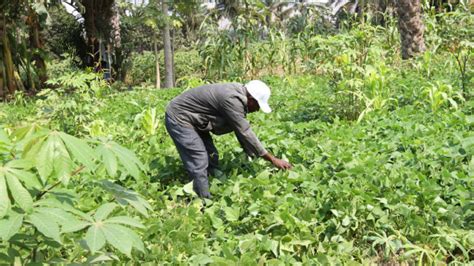 Uíge Colhe Mais De Seis Milhões De Toneladas De Produtos Agrícolas Wizi Kongo