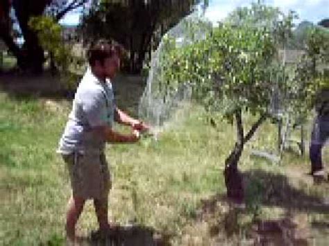 Find vectors of fruit tree. netting fruit trees - YouTube