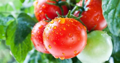 Tomato Fruit Or Vegetable The Habitat