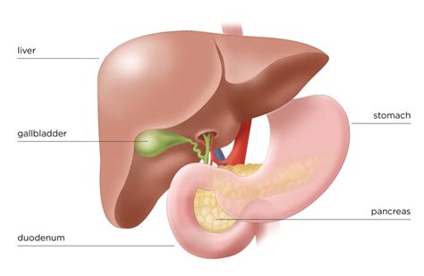 How is pancreatic cancer diagnosed? The Pancreas - Hirshberg Foundation for Pancreatic Cancer ...