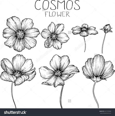 Cosmos Flowers Drawings Vector Flower Line Drawings Flower Drawing