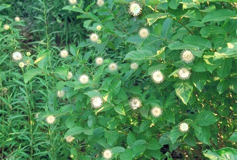 10 Button Wood Seeds Cephalanthus Occidentalis G135 Honey Bells Seeds
