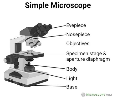 Parts Of The Microscope Labeled Diagrams Simple And Compound Microscope