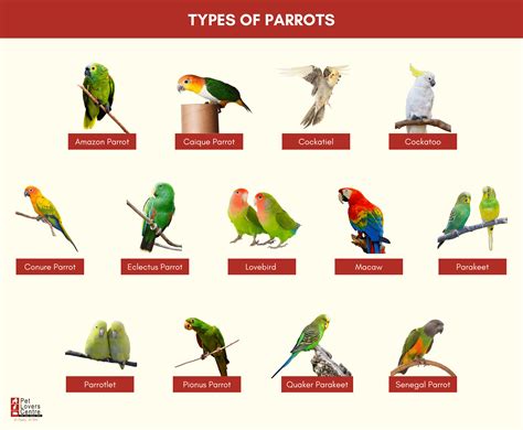 Parakeet Varieties Ng