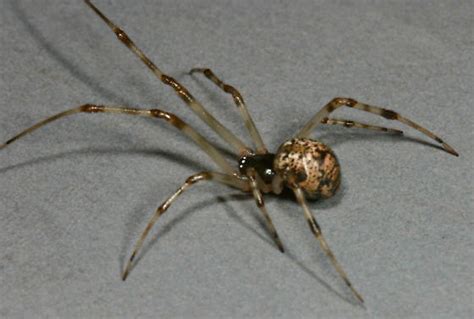 Common House Spider Parasteatoda Tepidariorum Bugguidenet