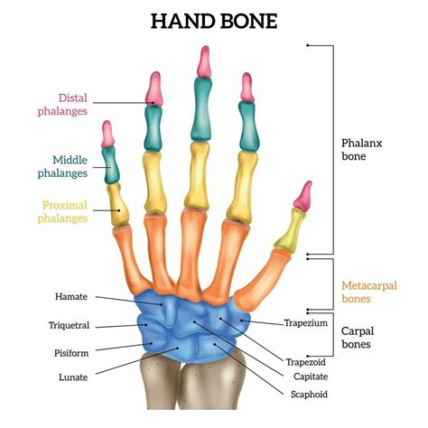 Realistic Hand Anatomy 26322119 Vector Art At Vecteezy