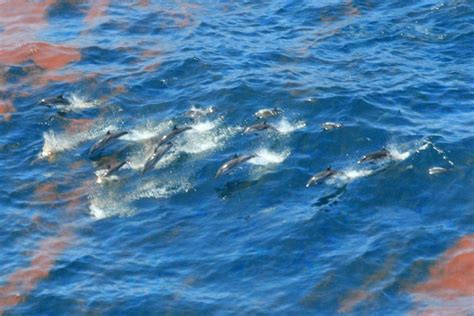 Gulf Dolphins Still Struggling To Recover From Bp Oil Spill The